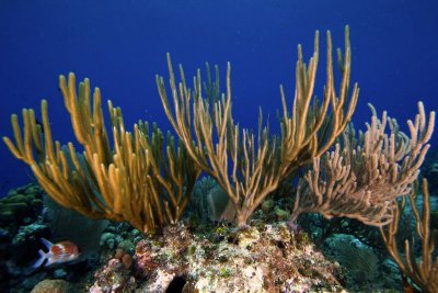 Sea rod corals