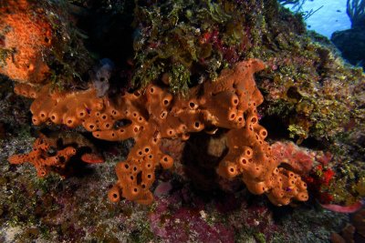 Brown encrusting octopus sponge