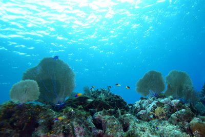 Sea fans