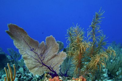 Sea fan and plume coral