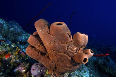 Brown tube sponge
