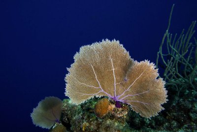 Purple sea fan