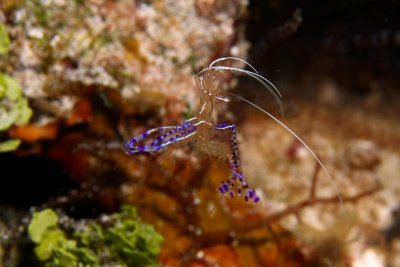 Little Cayman 2009