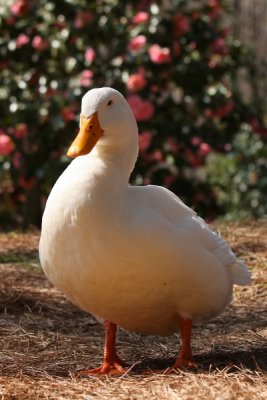 g3/83/838783/3/95814534.qdKQ7XAu.jpg