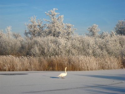 Schaatsen, Molenpolder, Maarsseveen, 22 december 2007