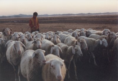 Miyun Sietse Sheep
