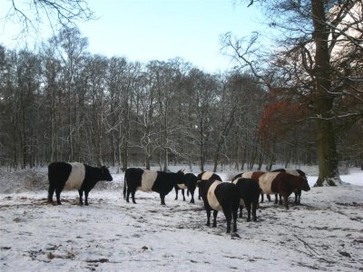 Snow, De Bilt, 25 march 2008