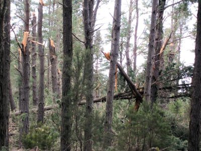 154 - One week before a violent storm hit Tenerife and caused devastation in this wood on the hills leading to Teide