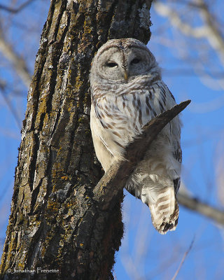 Hiboux, chouettes, harfangs ...