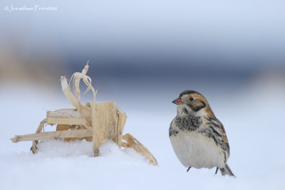 bruant_lapon_hiver.jpg