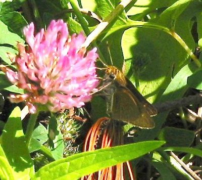 Two-spotted Skipper