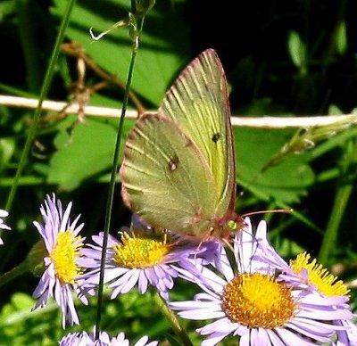 Clouded Sulphur