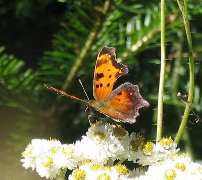 Gray Comma