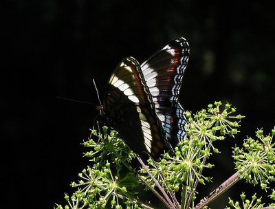 White Admiral