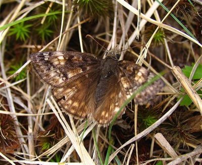 Juvenal's Duskywing