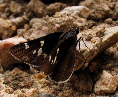 Moon-marked Skipper