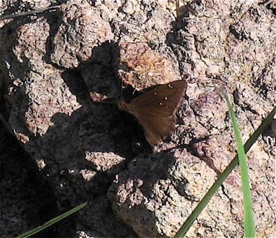 Northern Cloudywing