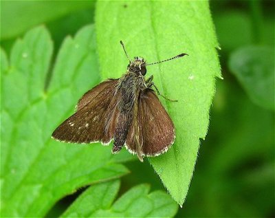 Pepper-and-Salt Skipper