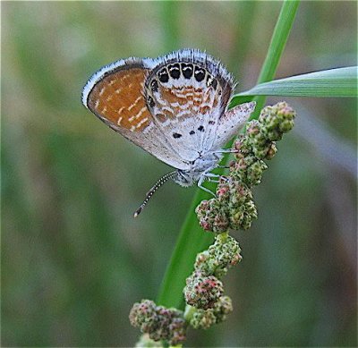 Western Pygmy-Blue