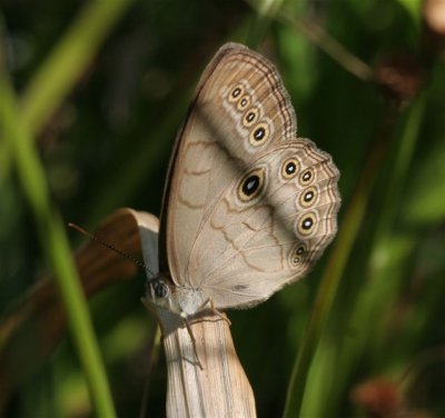 Appalachian Brown