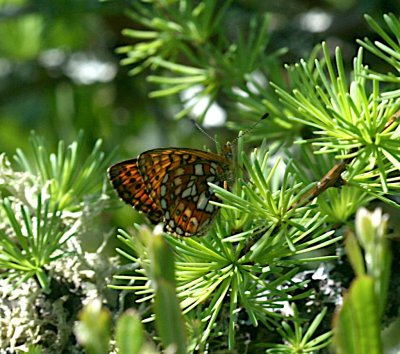 Bog Fritillary