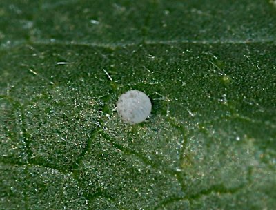 Common Checkered-Skipper egg