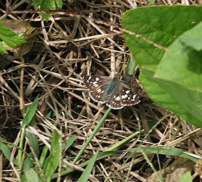 Common Checkered-Skipper