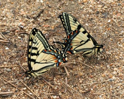 Tiger-Swallowtail sp