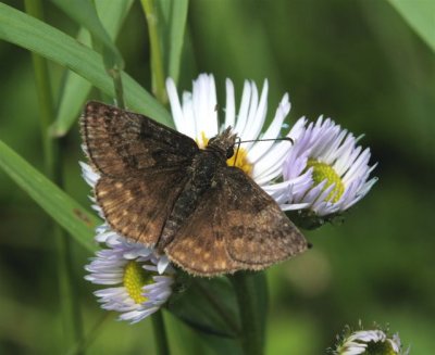 Dreamy Duskywing