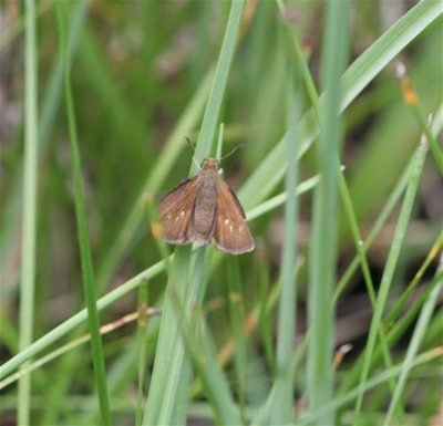 Dun Skipper