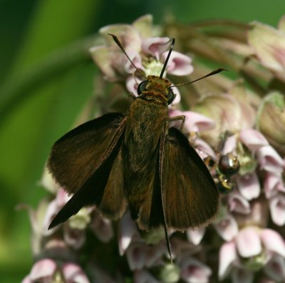 Dun Skipper