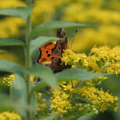 Eastern Comma