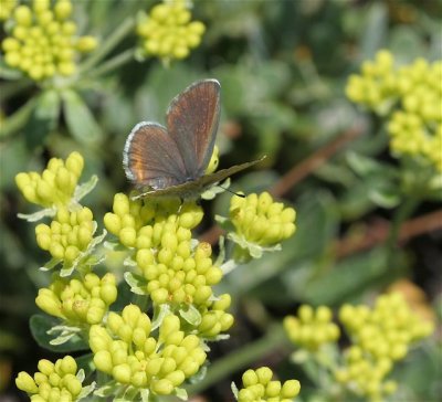 Intermediate Dotted-Blue