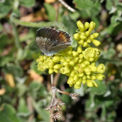 Intermediate Dotted-Blue