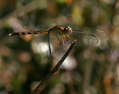Band-winged Dragonlet f