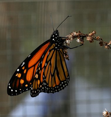 Monarch