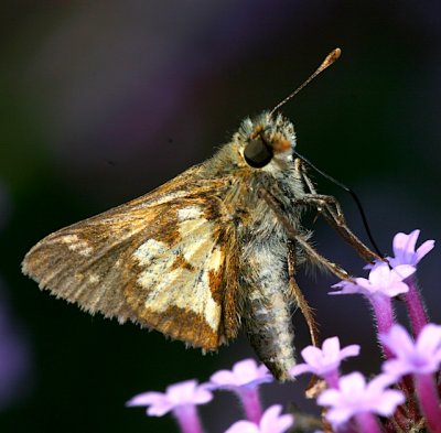 Peck's Skipper