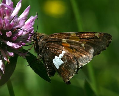 Silver-spotted Skipper
