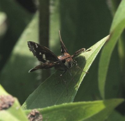 Zabulon Skipper