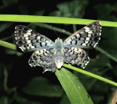 Blue Metalmark f