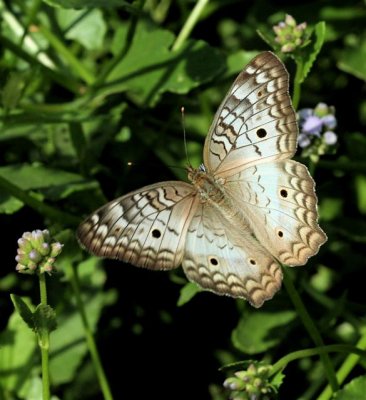 White Peacock