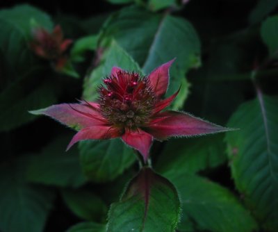 Bee Balm