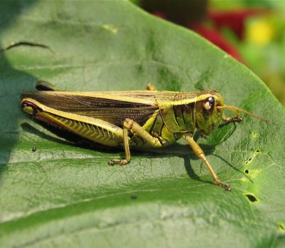 Dichromorpha viridis