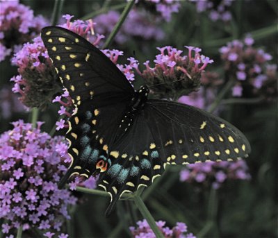 Black Swallowtail f