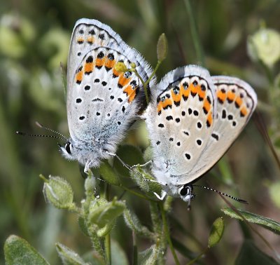 Melissa Blue Pair