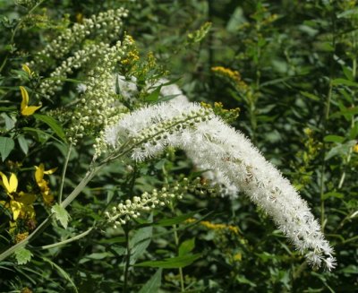 Cimicifuga Racimosa