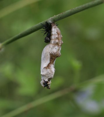 Variegated Frit pupa