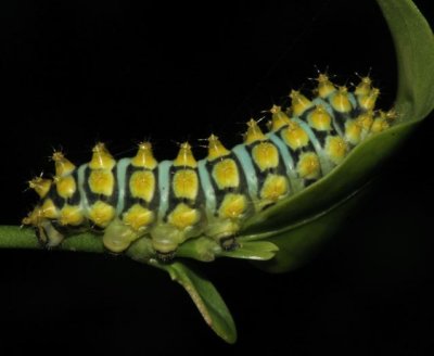 Early instar of Forges Giant Silk Moth