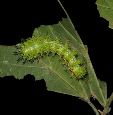 IO Moth NABA