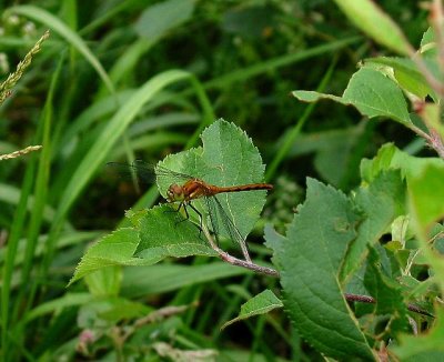 Cherry-faced Meadowhawk